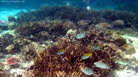 Coral Island Tioman Snorkeling Day Trip Tioman Vacation Tour Package And Hotels